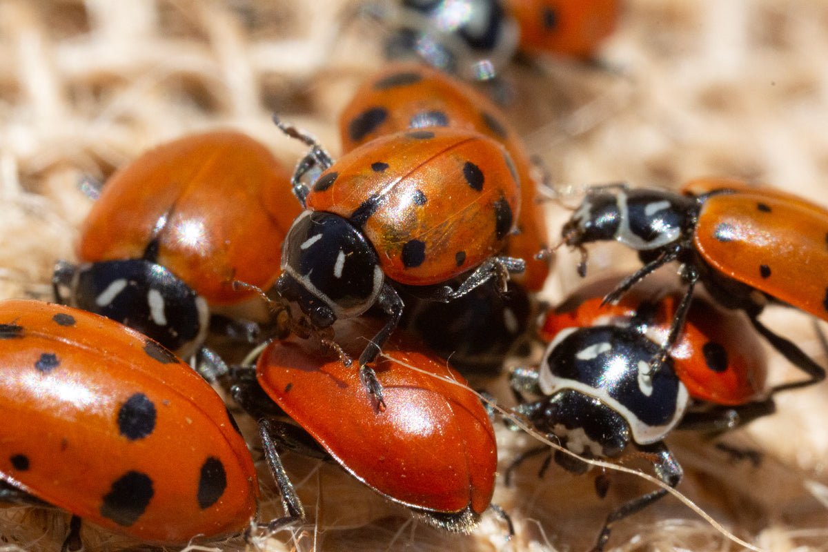 Live Ladybugs - General Predators – Gardeningzone