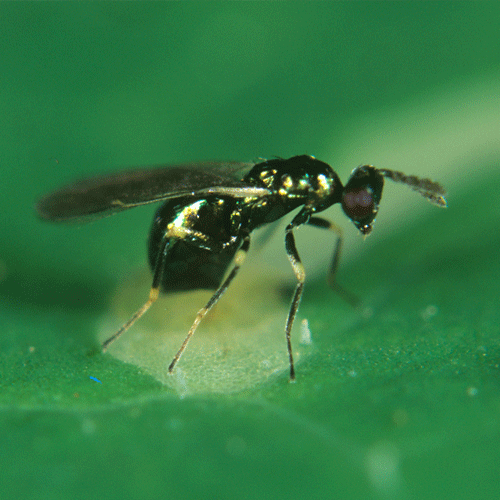 Diglyphus Isaea - Targets several species of leafminer pests
