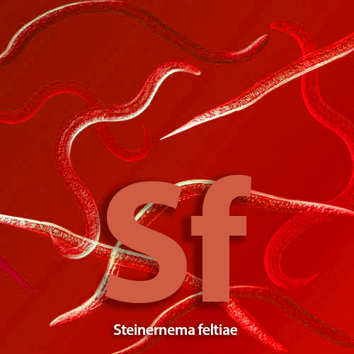 Beneficial Nematodes SF - Targets over 200 soil pests