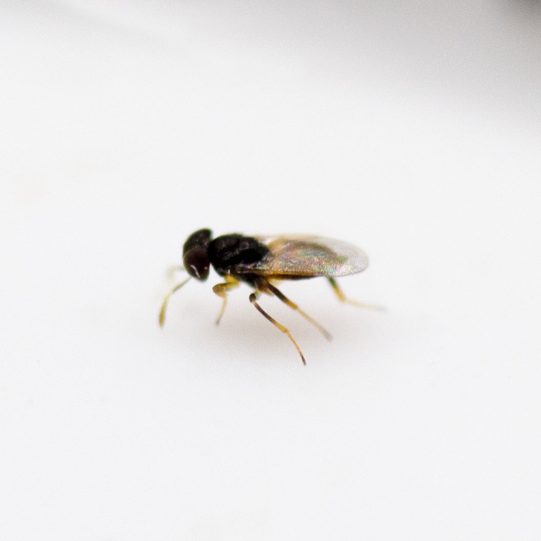 Aphelinus abdominalis Aphid Control GardeningZone