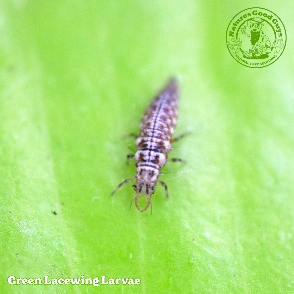 Green Lacewing Larvae | 1,000 Larvae for Aphid Control – GardeningZone