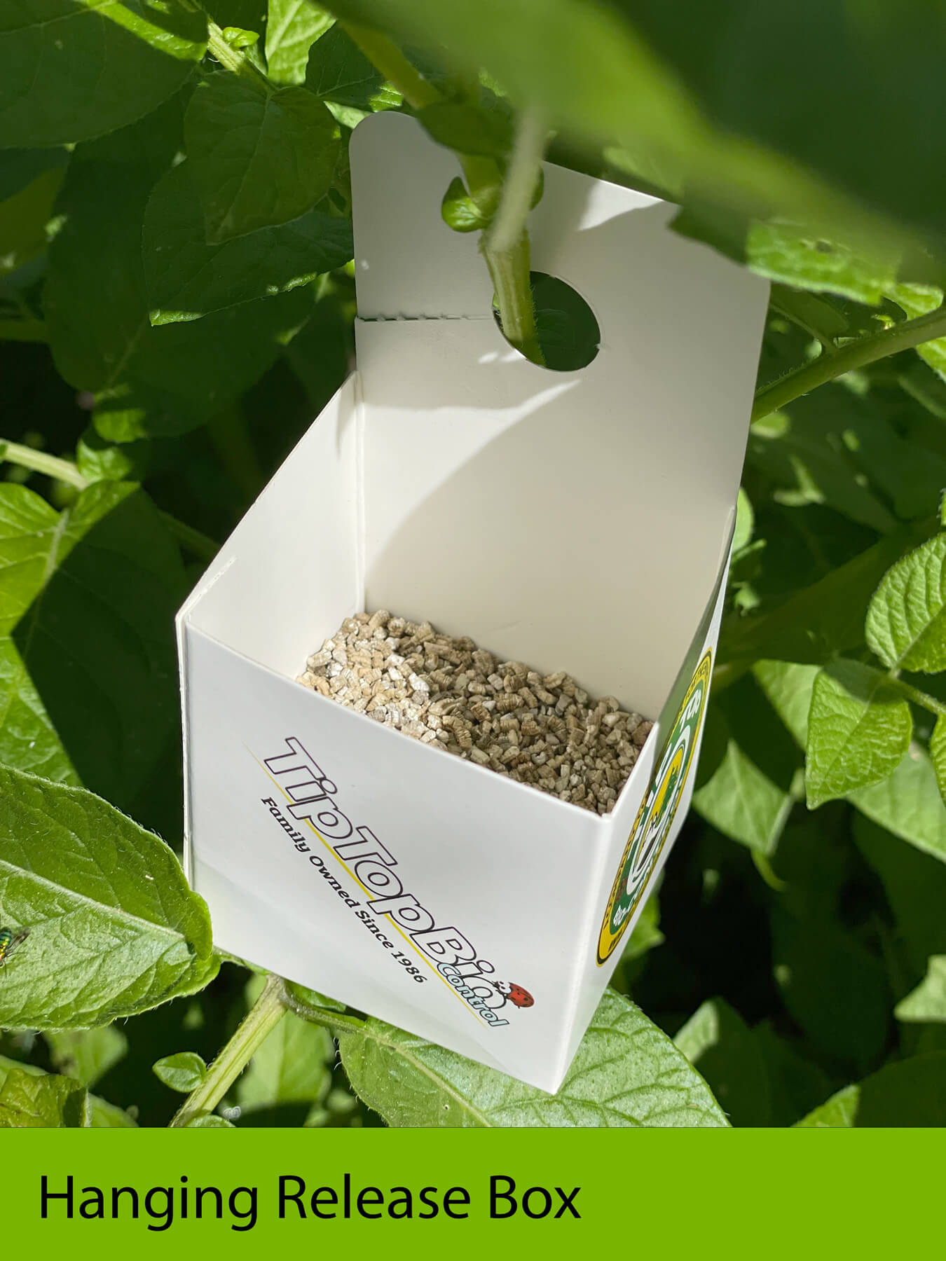 Amblyseius cucumeris - Thrip & Spider Mite Control – GardeningZone