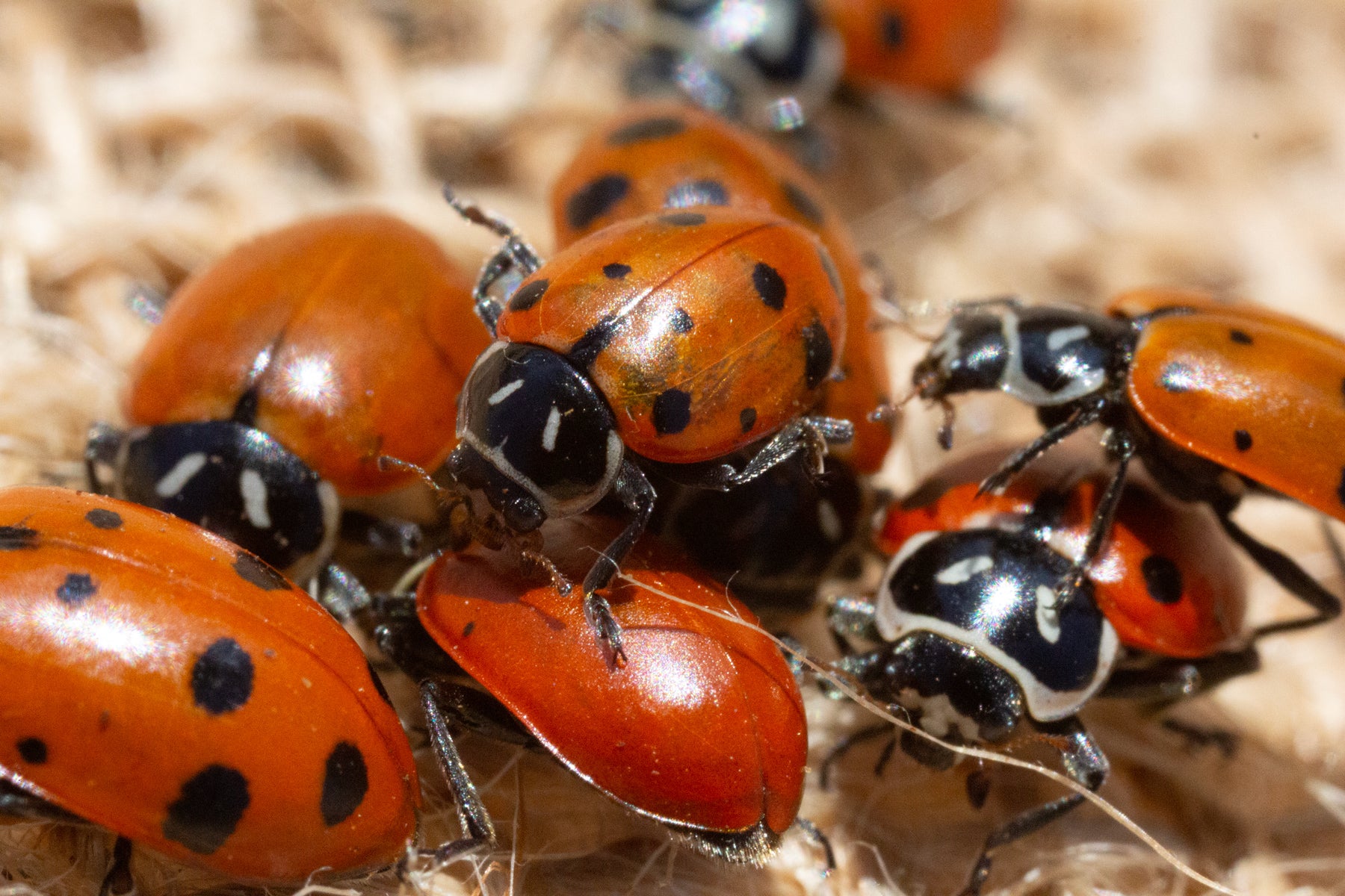 Live Ladybugs - General Predators – GardeningZone