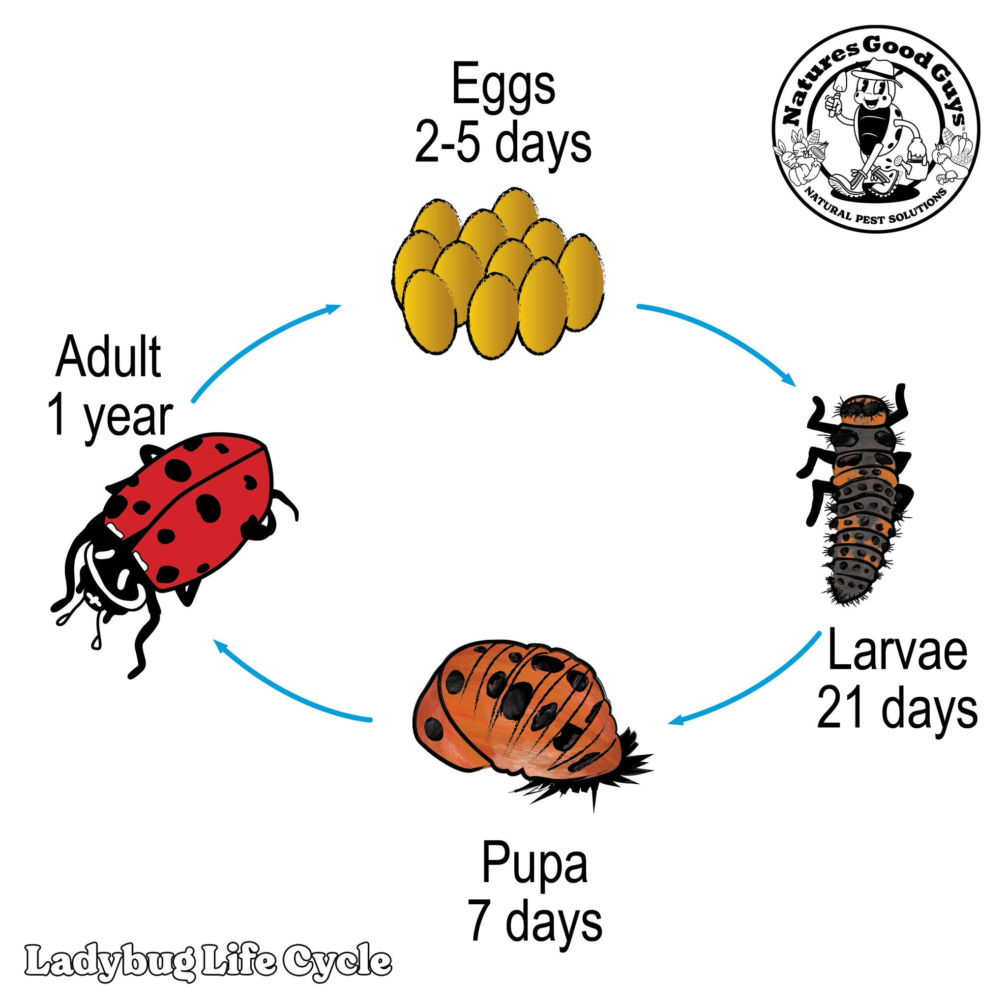 Pre-Fed Ladybugs — General Predator for Aphid Control – GardeningZone