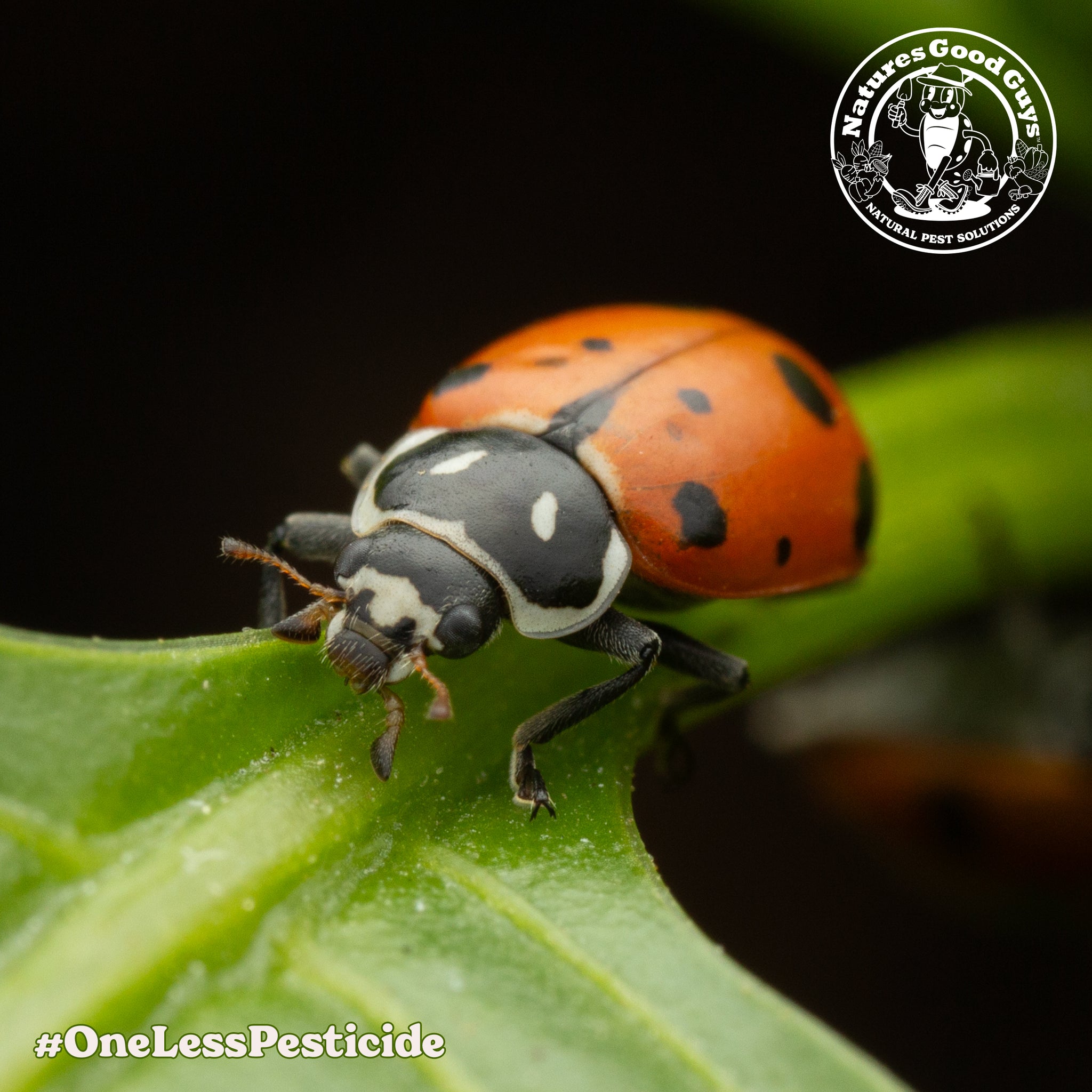 Pre-Fed Ladybugs | General Predator | Aphid Control – GardeningZone