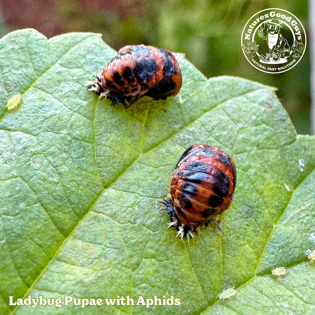 Pre-Fed Ladybugs | General Predator | Aphid Control – GardeningZone