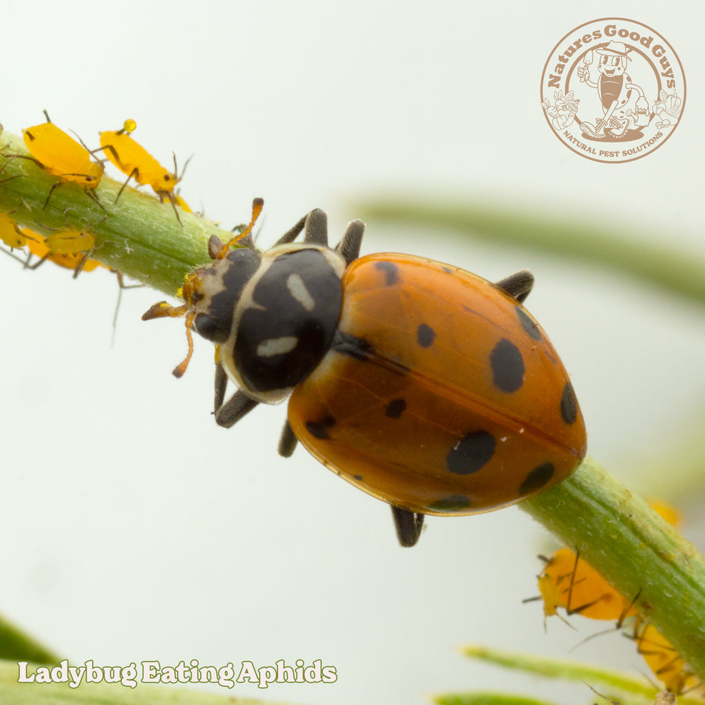 Pre-Fed Ladybugs | General Predator | Aphid Control – GardeningZone