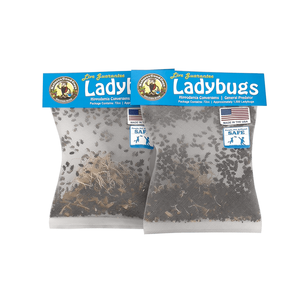 Pre-Fed Ladybugs | General Predator | Aphid Control – GardeningZone