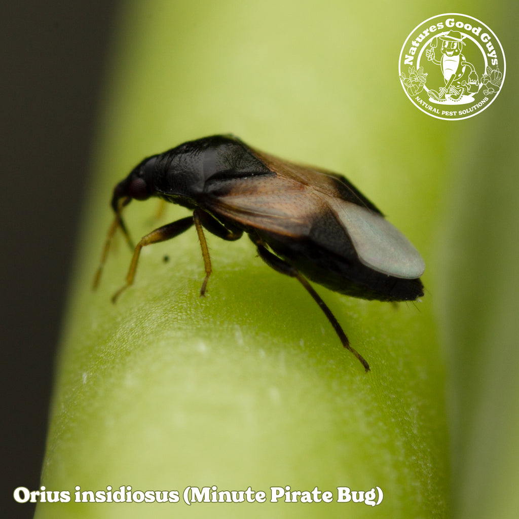 Orius insidiosus | Minute Pirate Bug | Thrips Control – GardeningZone