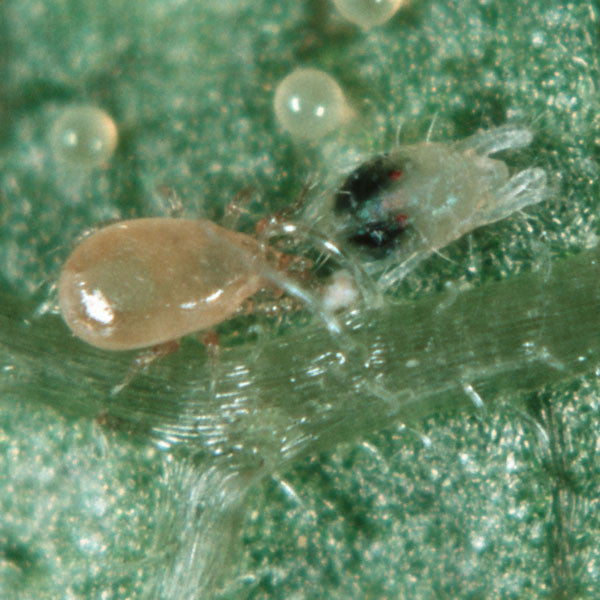 Amblyseius (Neoseiulus) californicus - Targets spider mites, broad mites and more