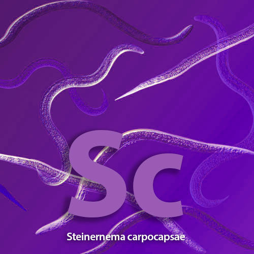 Beneficial Nematodes SC- Attacks Fleas, Cucumber Beetles, Fly Larvae, and more