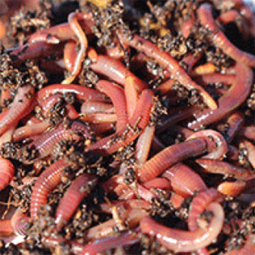 Red Worms for Composting & Soil Care – GardeningZone