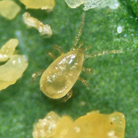 Amblyseius Cucumeris - Targets thrips, broad mites, cyclamen mites and two-spotted spider mites